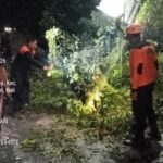 Penanganan Pohon Tumbang di Br.Wani Desa Kerambitan