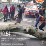Pembersihan Pohon Tumbang di Jalan Seputaran DTW Alas Kedaton, Desa Kukuh, Kecamatan Marga