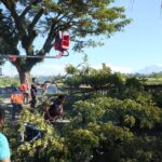 Perompesan Pohon Mahoni di Areal Wantilan Desa Adat Bedha