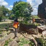 Perompesan Pohon Trembesi di Areal Wantilan Desa Adat Bedha