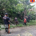Giat Penanganan Pohon Tumbang di Desa Belimbing Kecamatan Pupuan
