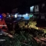Penanganan Pohon Tumbang di Jl. Utama Denpasar-Gilimanuk, Br. Dinas Berembeng, Desa Berembeng, Kec. Selemadeg, Tabanan