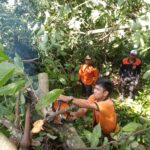 BPBD Tabanan Tangani Pohon Tumbang Akibat Angin Puting Beliung di Desa Sesandan